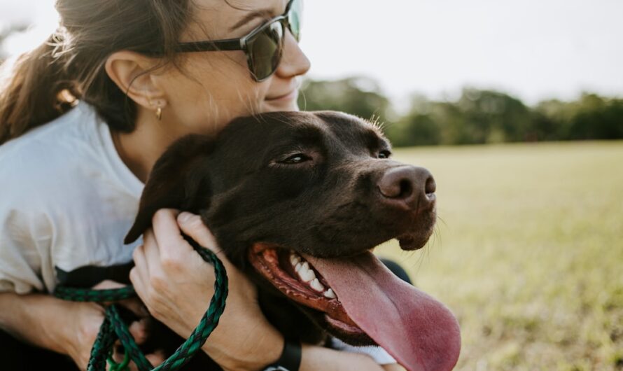 Ultimate Fun: Kong Ball for Endless Playtime